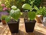 2 Baumtomaten Pflanzen im Set - Tamarillo Gelb & Lila - Exotische Früchte