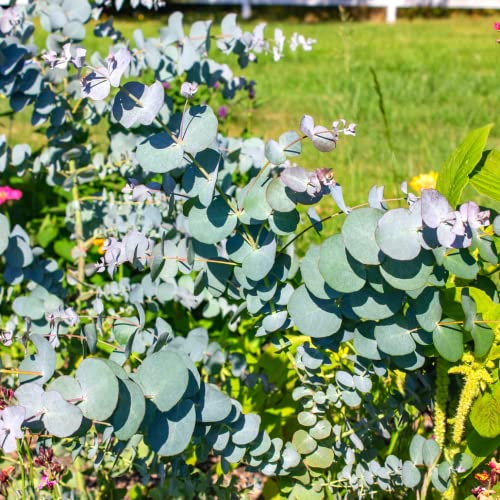 Silver Dollar Eucalyptus Live Plant In 2.5 Inch Pot Eucalyptus Tree Plant For Planting Growing #TOP2