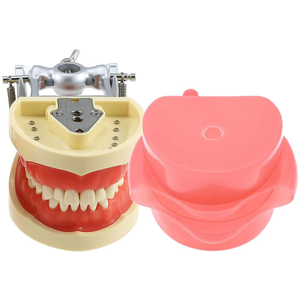 Testa di manichino simulatore dentale con 32 denti rimovibili, guancia realistica per allenamento e insegnamento, modello standard per studio e pratica
