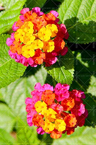 Shopvise 50Pcs Lantana camara cinco colores Hydrangea, perenne ornamental de semillas para jardín: 4 Shopvise 50Pcs Lantana camara cinco colores Hydrangea, perenne ornamental de semillas para jardín: 4