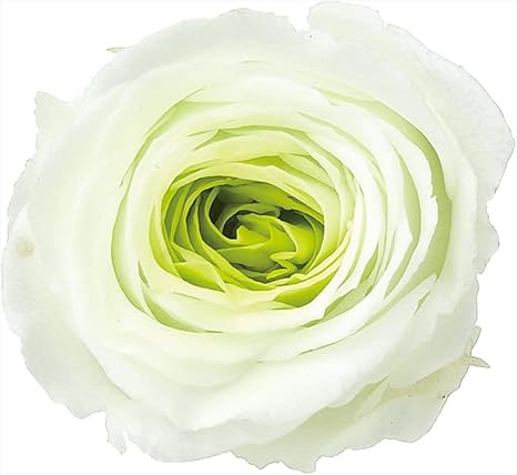 Amazon Co Jp 大地農園 日本製 プリザーブドフラワー ローズ まりひめ 小 花径約2 8 3 4cm 花丈2 3cm 9輪 ミントグリーン Amazon Co Jp 大地農園 日本製 プリザーブドフラワー ローズ まりひめ 小 花径約2 8 3 4cm 花丈2 3cm 9輪 ミントグリーン