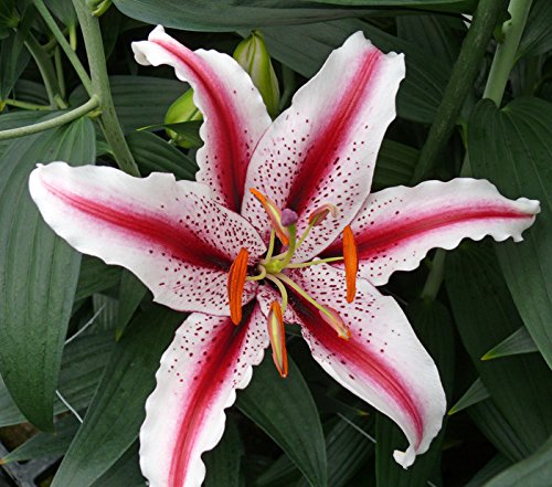 Lilium Dizzy Oriental Lily - 5 Bulbs