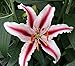 Lilium Dizzy Oriental Lily - 5 Bulbs