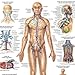 The Human Lymphatic System Laminated Anatomy Chart