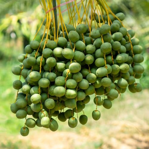 Semillas de fénix dactylifera jardín sostenible, Semillas de palmera datilera extraño árbol ornamental fruta en espaldera afuera semillas de árboles de los bonsais, los elegantes 20pcs