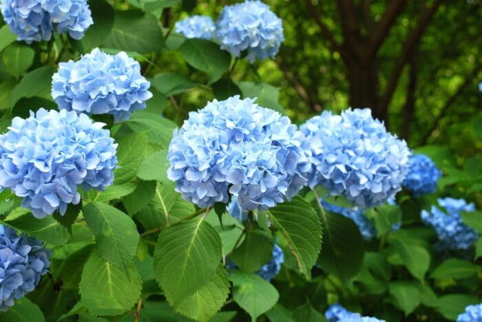 Nikko Blue Hydrangea Bonsai Tree Seedling for Planting - 1 Year Old Well Rooted Seedling