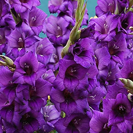 Audbhidhi Flower Bulbs| Gladiolus /sword / natal lily Purpel Bulbs 100% Germination Imported Flower Bulbs For Home Gardening (Pack Of 30 Bulbs) (B09FQ3CQSG) Amazon Price History, Amazon Price Tracker