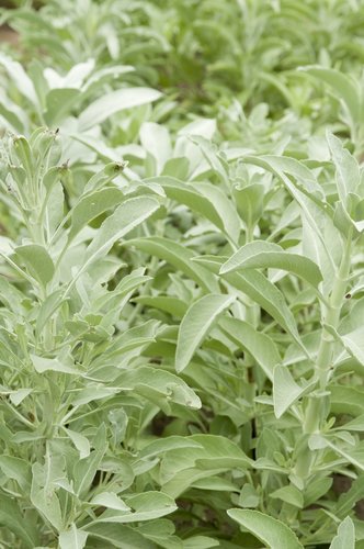 White Sage Premium Fragrance Oil, 4 Oz. Bottle