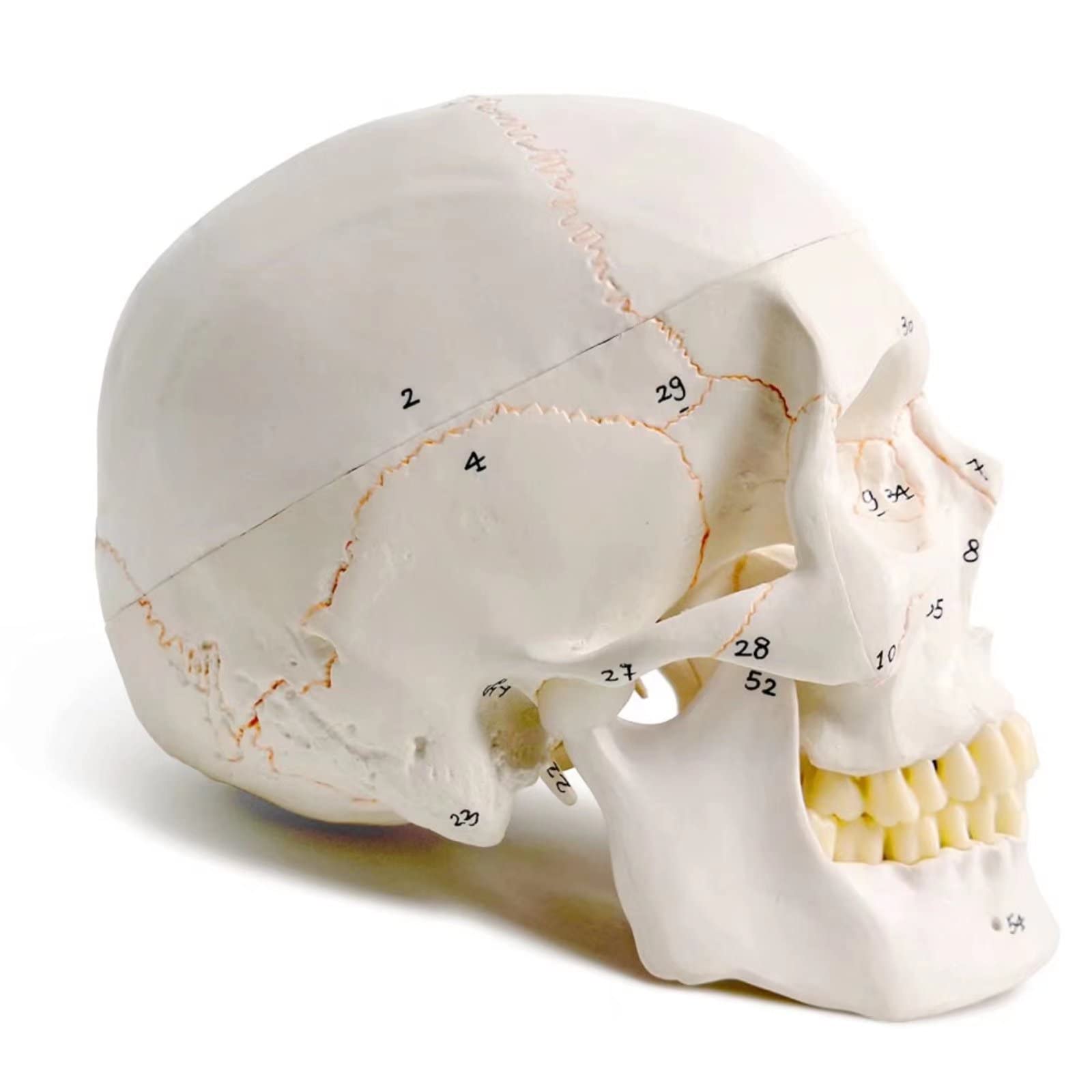 Classico Modello Cranio Umano Numerato, 9" Alto, Qualità Medica - 3 Parti - Dipinto Con Cuciture, 54 Pezzi Etichettati, Numerati, Mostra I Forami Principali, Fossa E Canali