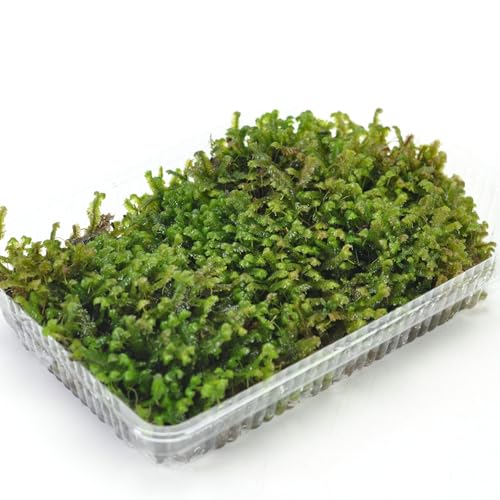 盆栽妙 鞭苔(ムチゴケ)パック 苔 コケ 苔テラリウム テラリウム 苔リウム（Amazon）