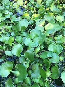 Plat Firm 15x Wasserhyazinthe Teichpflanzen