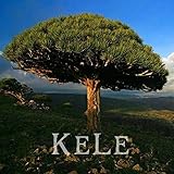 20 Stück Molto il seme dell'albero sangue di drago con 30pcs giapponese seme pino come regalo, QOO1EN