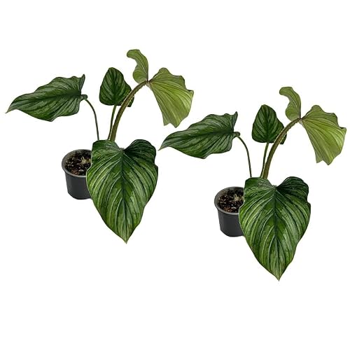 Philodendron Mamei Silver