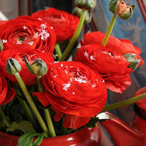 Radha Krishna Agriculture Ranunculus Spring Red Color Flowers Pack of 1 Bulbs for Your Beautiful Garden.-image-23