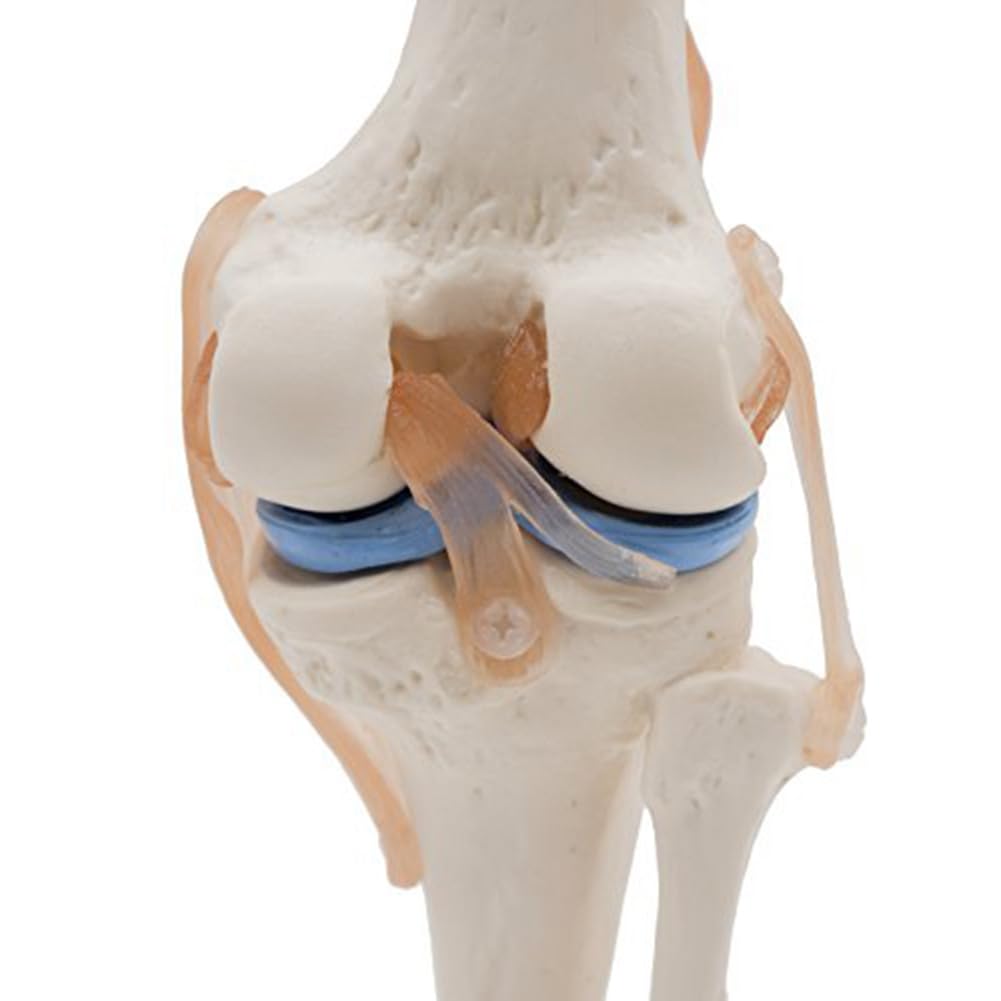 Modèle anatomique de squelette d'articulation du genou humain Modèle d'enseignement avec ligaments Taille réelle