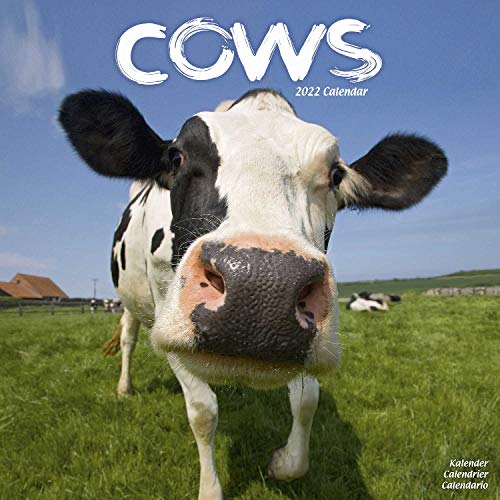 Cows Calendar - Calendars 2021 - 2022 Wall Calendars - Animal Calendar - Cows 16 Month Wall Calendar by Avonside