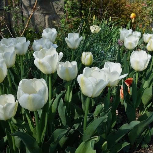 GrowZid Imported Tulip Perennial Flower Hybrid Quality Bulbs Easy to Grow Home Gardening Pack Of 5 Angels Wish