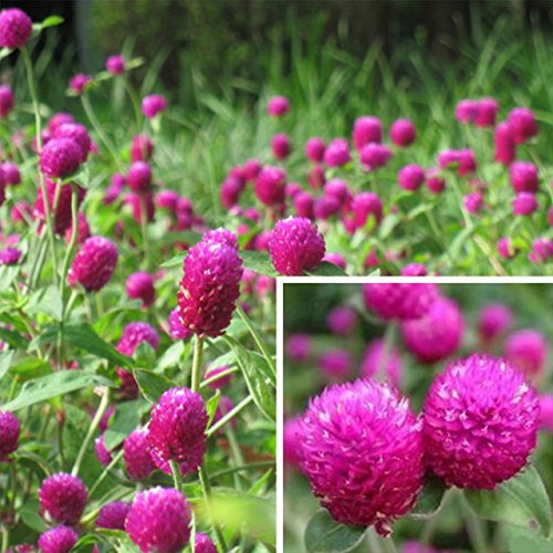Creative Farmer Flower Seeds Makhamali Flowering Plants Seeds Flower