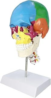 Human Skull Model, Anatomy Colored Skulls Model with Cervical Spine, Life Size Realistic 3 Part Painted Anatomically Head Replica Model with Stand, Removable Skull Cap, Articulated Mandible