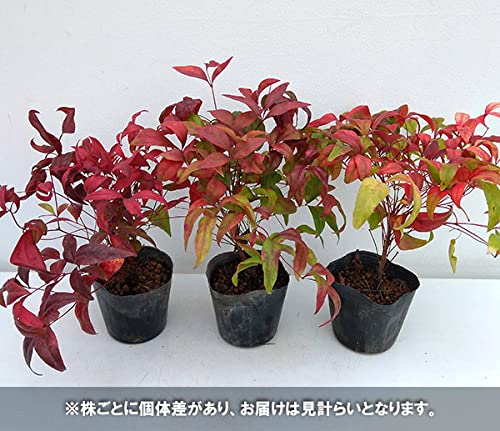 Amazon.co.jp: オタフクナンテン3-3.5号ポット 12株セット[お多福南天