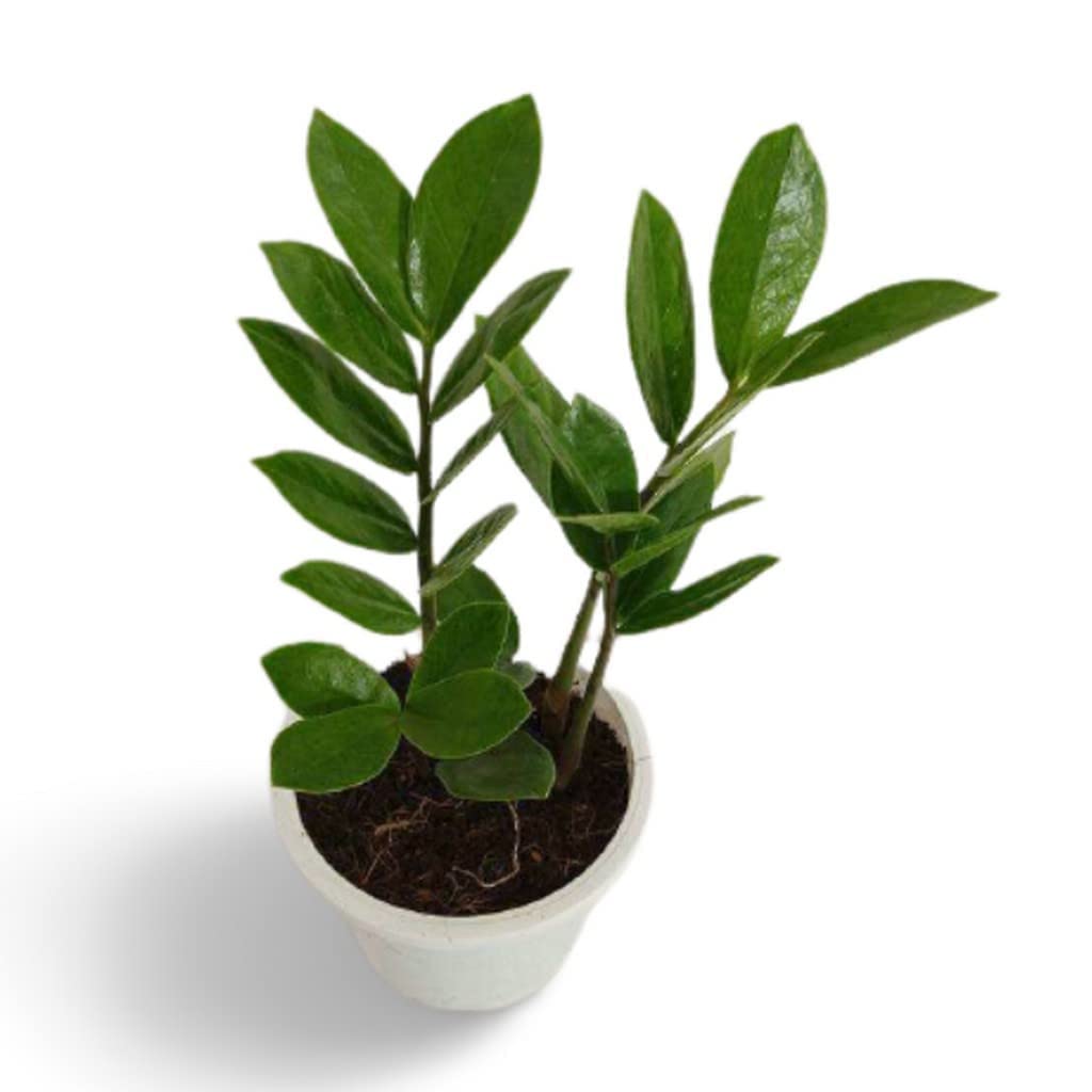 Plants For Home Indoor Live Zamia Zz Air Purifying Plant With Plastic