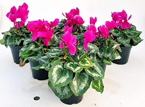 POWERS TO FLOWERS - CICLAMINO A FIORE GRANDE VIOLA, CICLAMINO DA BALCONE, 6 PIANTE, VASO 14CM Diametro, piante vere