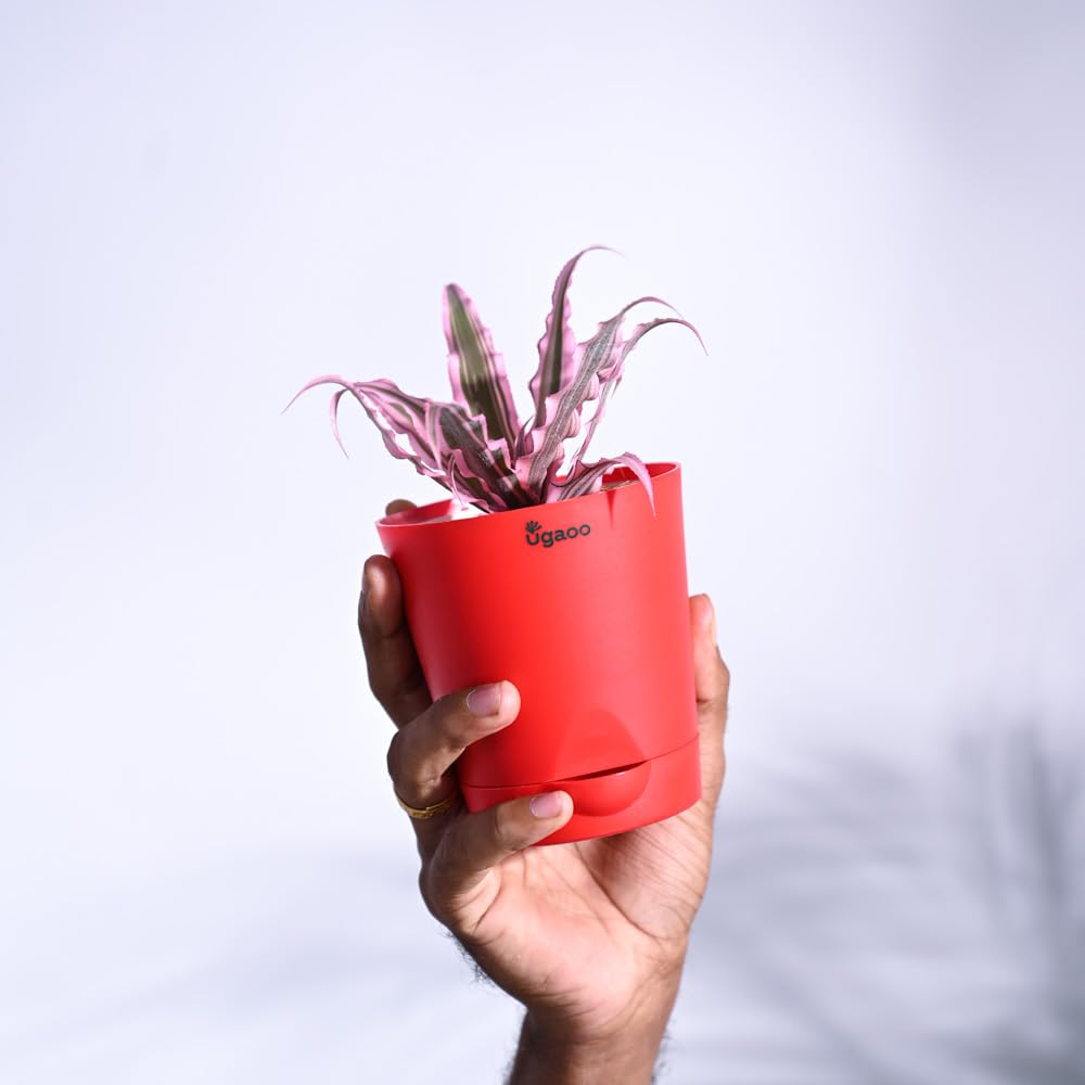 Ugaoo Earth Star Plant - Pink Cryptanthus -4