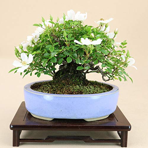 7*!様 野薔薇盆栽 Amazon | 野薔薇 - 小町 - （照葉ノイバラ 極小葉） 小品盆栽 | 盆栽