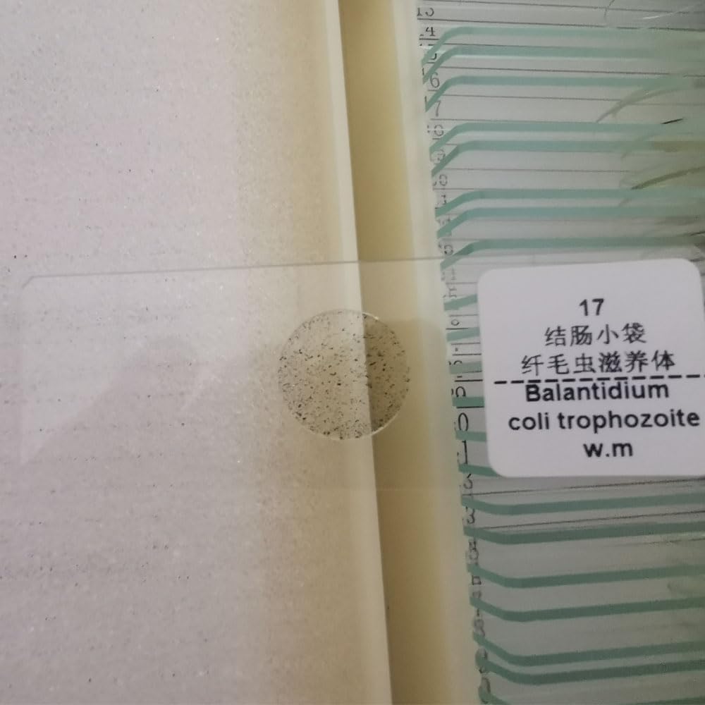 1 Piece Balantidium Coli Trophozoite W.M Parasitology Microscope Prepared Slides