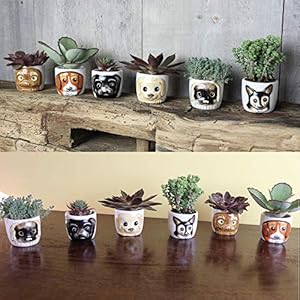 Window Garden Cat Planter Pot - 6 Mini Succulent Kitty Pots - Cute Flower Pots for Indoor Plants - Cat Decor Vase for Cactus, Herb - Cat, Cat Owner Gifts, Unique Gifts, Gift Set, Cat Gift Window Garden Cat Planter Pot 6 Mini Succulent Kitty Pots Cute Flower Pots for Indoor Plants Cat Decor Vase for Cactus Herb Cat Cat Owner Gifts Unique Gifts Gift Set Cat Gift
