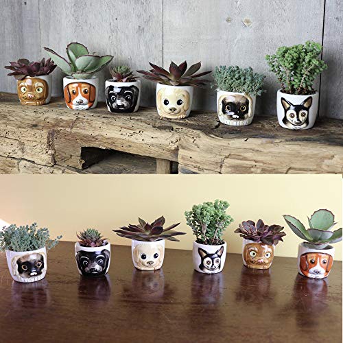 Window-Garden-Cat-Planter-Pot-6-Mini-Succulent-Kitty-Pots-Cute-Flower-Pots-for-Indoor-Plants-Cat-Decor-Vase-for-Cactus-Herb-Cat-Cat-Owner-Gifts-Unique-Gifts-Gift-Set-Cat-Gift Window Garden Cat Planter Pot 6 Mini Succulent Kitty Pots Cute Flower Pots for Indoor Plants Cat Decor Vase for Cactus Herb Cat Cat Owner Gifts Unique Gifts Gift Set Cat Gift
