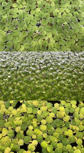 Floating Plant Bundle with Salvinia