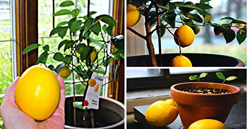 Hudgle Variety Huge Production Hybrid Seed Lemon Plant Seeds (Pack of 10+)
