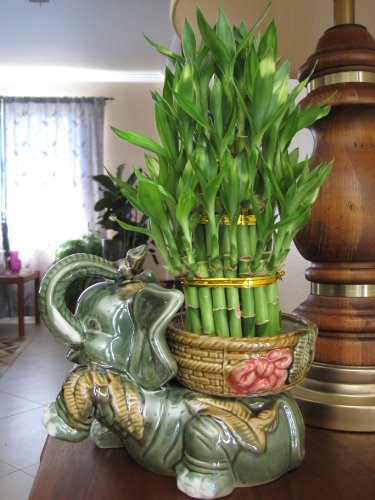 Jumbo Size Elephant Ceramic Vase with 3 Tier 4" 6" 8" Quality Lucky Bamboo Plant - Thumbnail 4