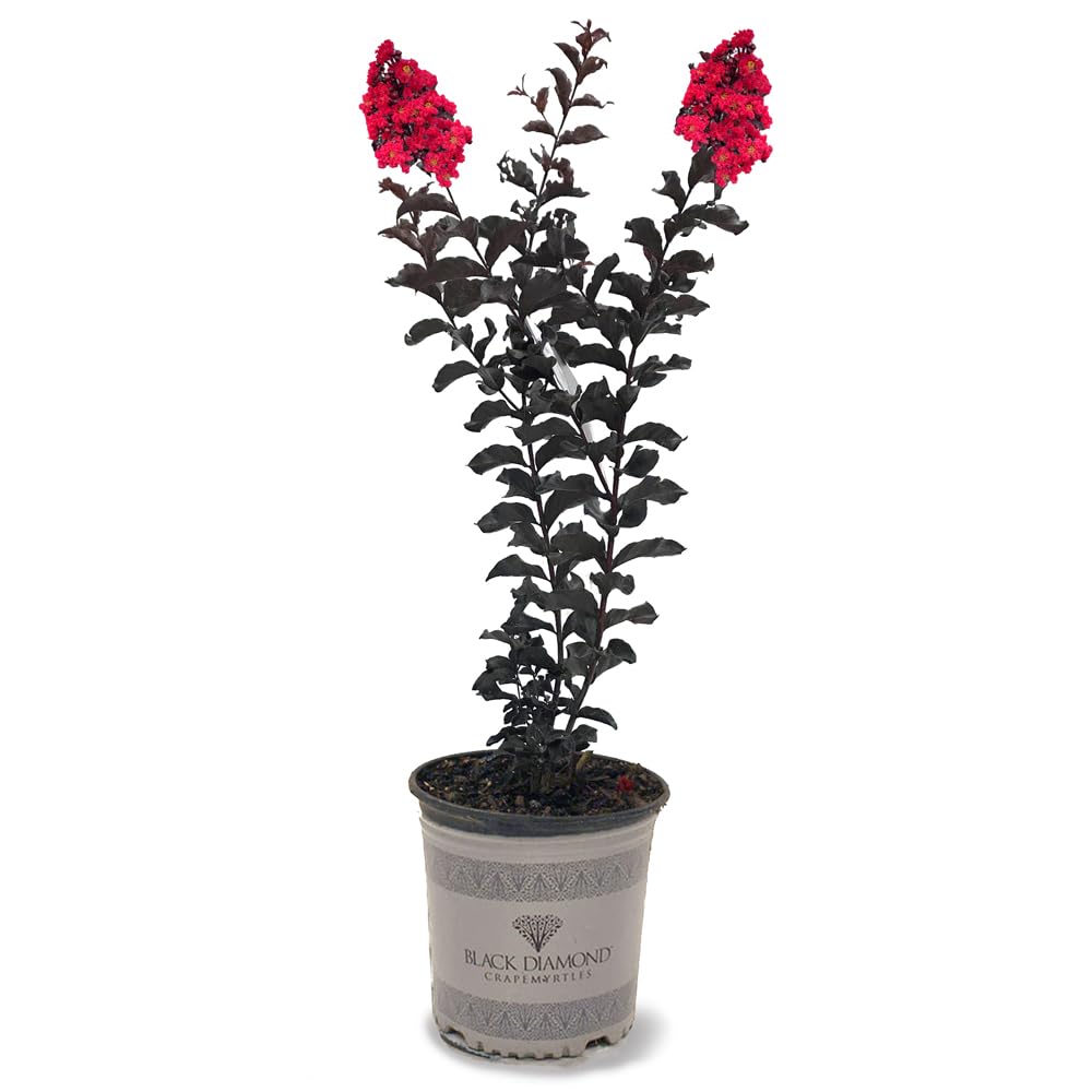 American Plant Exchange Black Diamond Crape Myrtle