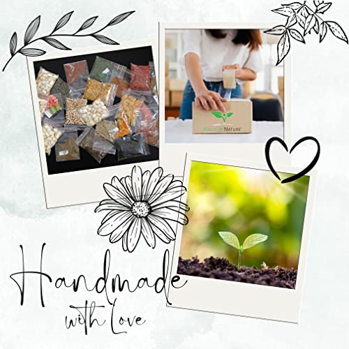 Magic of Nature Kräuter Box CLASSIC Anzuchtset zum Selberzüchten oder zum Verschenken - das perfekte Geschenk für jeden Anlass