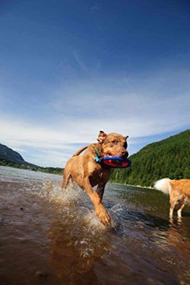 Chuckit! (3 Pack) Zipflight Amphibious Flying 6-Inch Ring Dog Fetch Toy Small