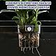 GOMETY 6 Stück Aquarium Pflanzenhalter, Hängend Pflanztopf Aquarium Acryl Transparent Cup Pflanzkorb Pflanzenständer für Aquarien für Fisch Tank Aquaponic Pflanzenkultur, Aquascape Dekorationen
