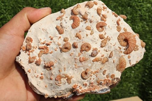 Image of Douvilleiceras & Gastropods Plate Cretaceous Fossils Fossils from Morocco Fossil Rock ammonites Fossil A113