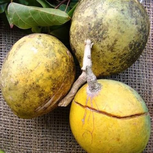 Image of Gutikolom Bael Plant | Bel Patra Live Fruit Plant | Healthy Plant for Home Garden, Terrace & Outdoor Gardening | Pack of 1