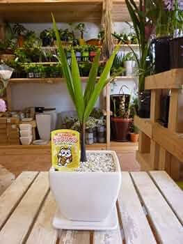 【送料別】沖縄産トックリヤシ（２５）┃人気沸騰中の徳利椰子でインテリアを楽しもう 送料別】沖縄産トックリヤシ（25）┃人気沸騰中の徳利椰子でインテリアを