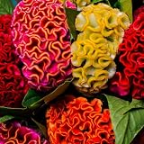 KVITER 150 Mix Cockscomb Seeds (Celosia Cristata) – Celosia Flower Seeds, Semilla de Celosia, Cockscomb Flower – Vibrant Colors, Drought-Tolerant, Ideal for Sunny Borders