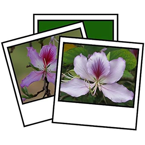 Bauhinia purpurea Purple Orchid Tree Seeds Cover