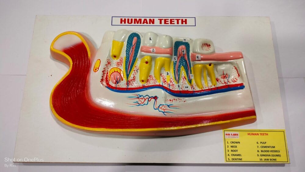 Human Teeth on Board 16x9" Model Brand OM Labs-image-30