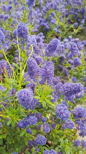 Ceanothus x arboreus 'Concha' / Lilas de Californie/Conteneur de 3 à 4 litres/Arbuste persistant