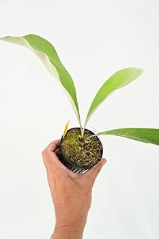 ビカクシダ　Wolverine 親株 ビカクシダ Wolverine 親株 観葉植物