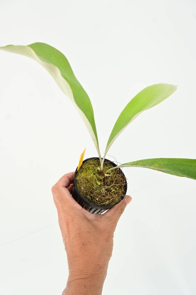 ビカクシダ　Wolverine 親株 ビカクシダ Wolverine 親株 観葉植物