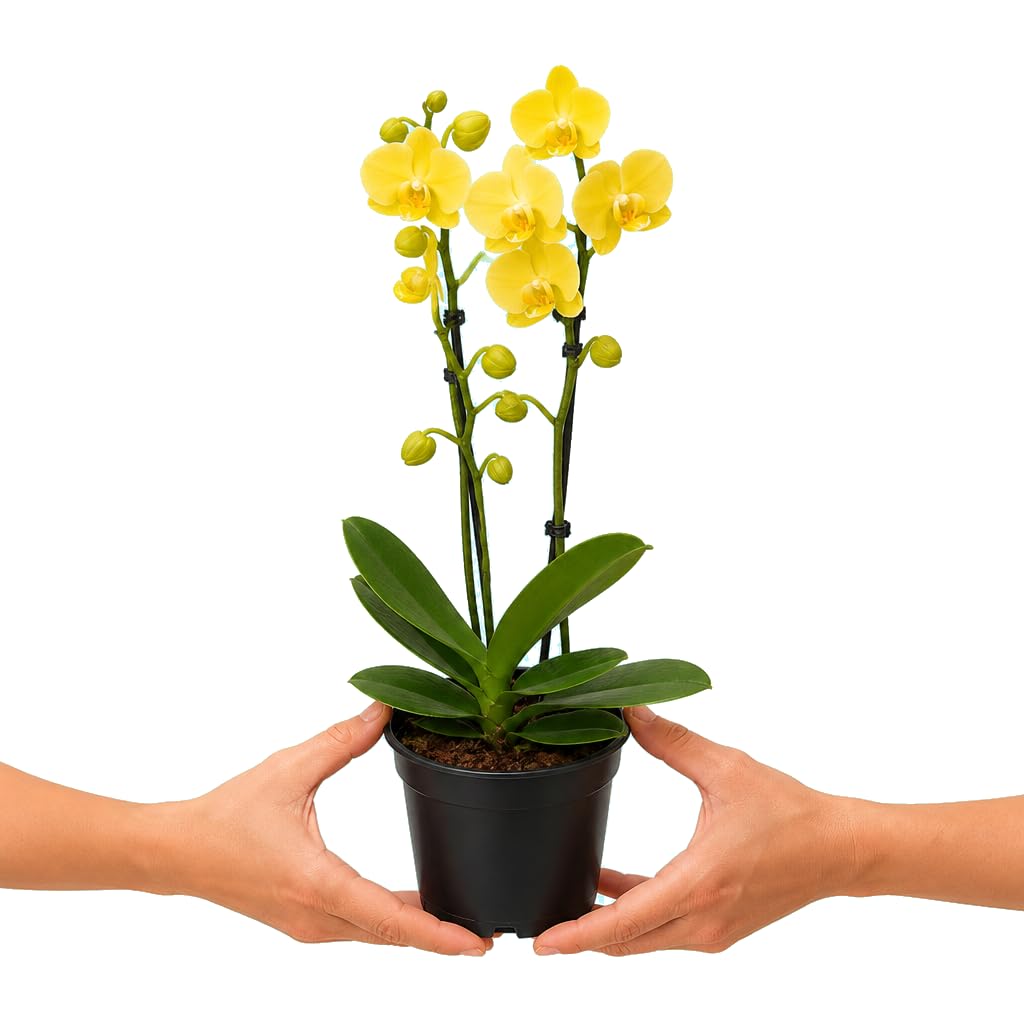 Phalaenopsis 2 Troncos Orquídea para Interior DECOALIVE Planta Natural en Maceta 12 cm de Diámetro y 55-65 cm de Altura