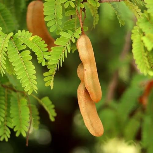 6 Graines de Tamarinier (Tamarindus Indica)