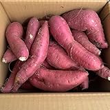 [訳あり] 2025年 紅はるか 箱込約3kg以上 熊本県産 さつまいも シルクスイート 紅蜜芋 焼き芋 スイートポテト 野菜ソムリエ＆フルーツマイスター